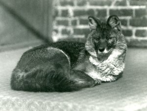 Un dhole ou chien sauvage asiatique en voie de disparition se reposant au zoo de Londres, 1923 (photo nb)